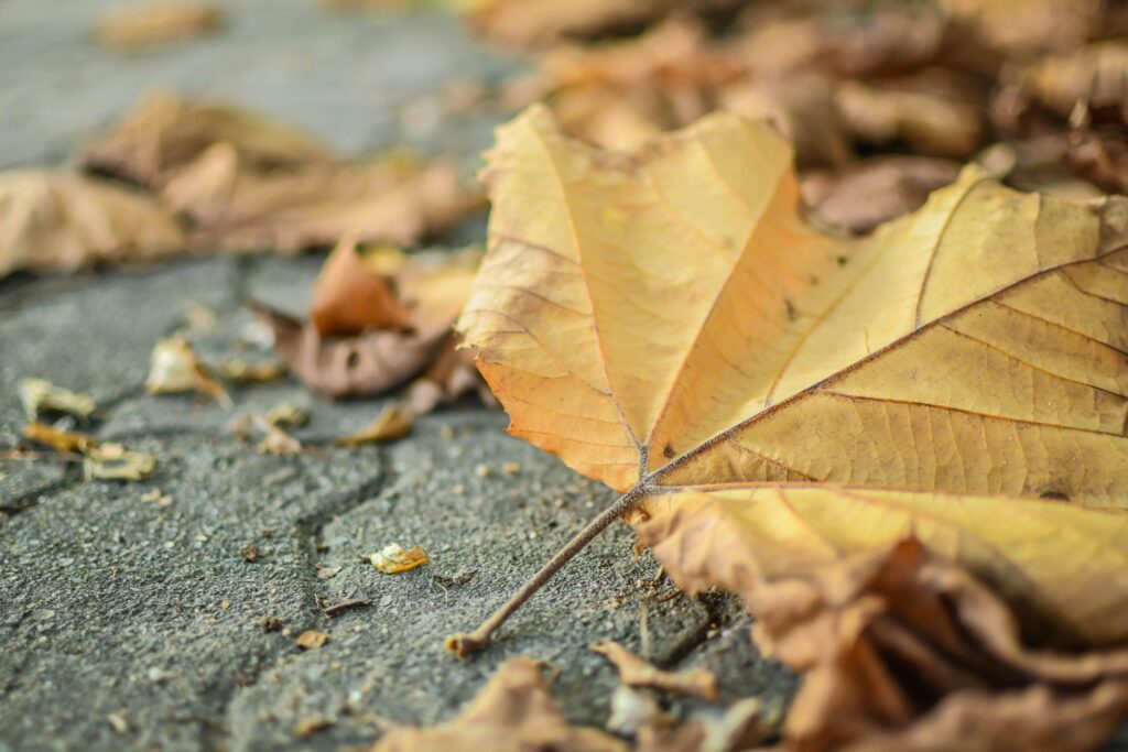 Herfstschoonmaak